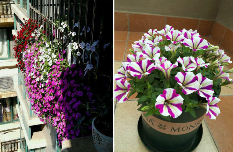 多年生矮牵牛种子混色四季种植易活盆栽花卉景观绿化庭院