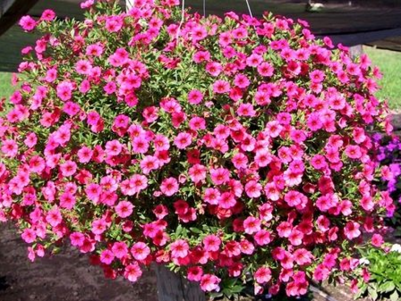 多年生矮牵牛种子混色四季种植易活盆栽花卉景观绿化庭院