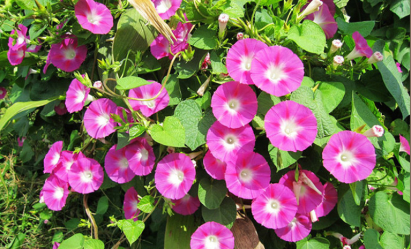 多年生矮牵牛种子混色四季种植易活盆栽花卉景观绿化庭院