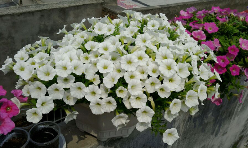 多年生矮牵牛种子混色四季种植易活盆栽花卉景观绿化庭院