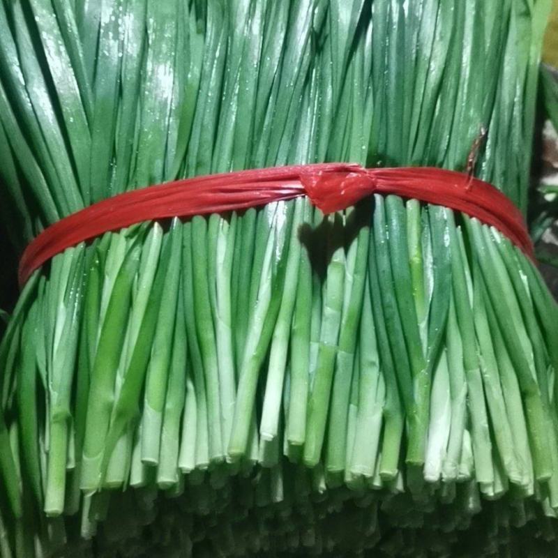 广西南宁市精品韭菜，电商、超市、农批市场，加工厂都可以对
