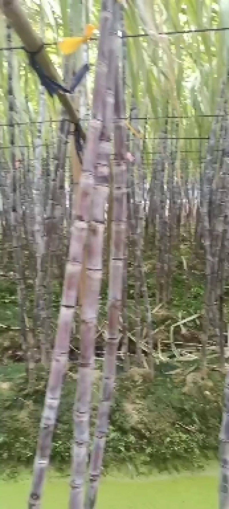 批发零售