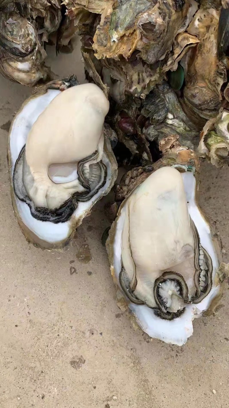 【推荐】台山湛江生蚝薄壳脆肉一手货源全国可发货