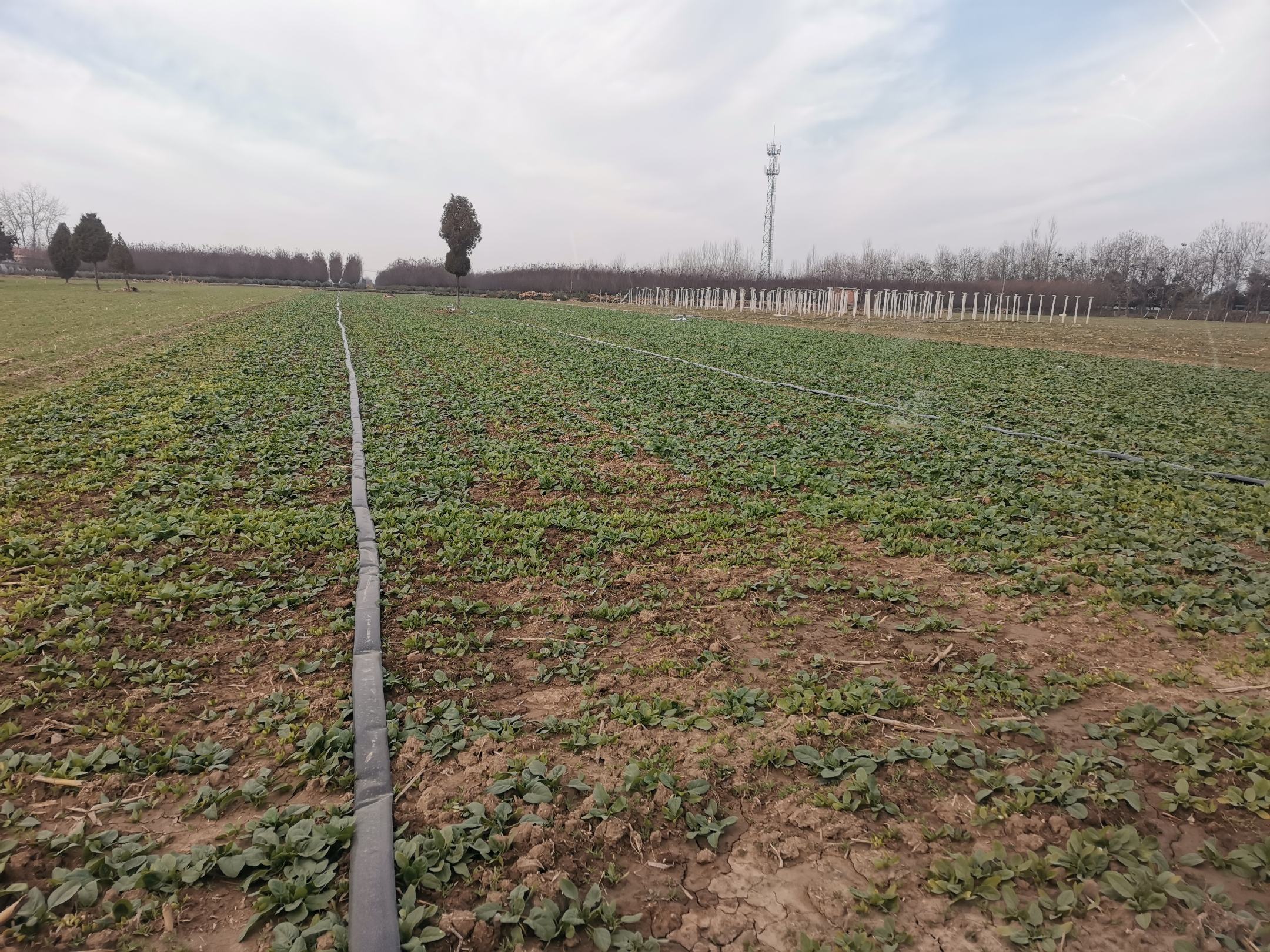 图中展示了菠菜田间管理的场景,包括灌溉和施肥等操作,良好的管理有助于延缓抽苔 菠菜田间管理