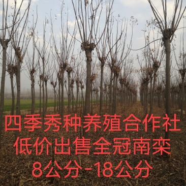商丘四季秀种养殖合作常年出售绿化