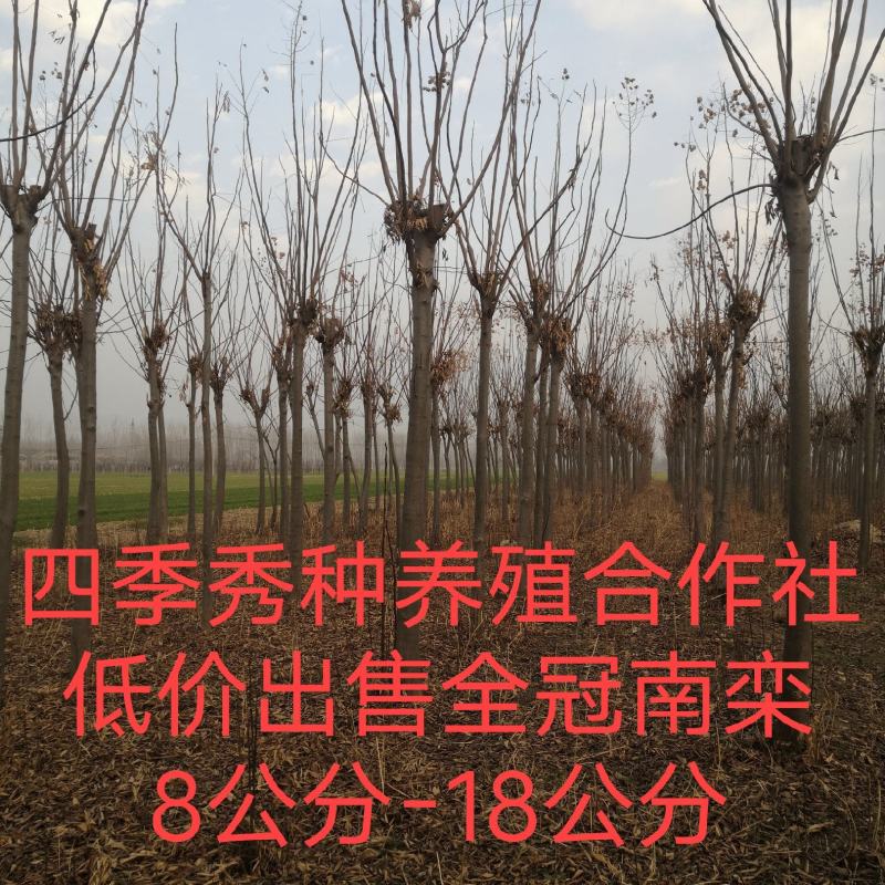 商丘四季秀种养殖合作常年出售绿化