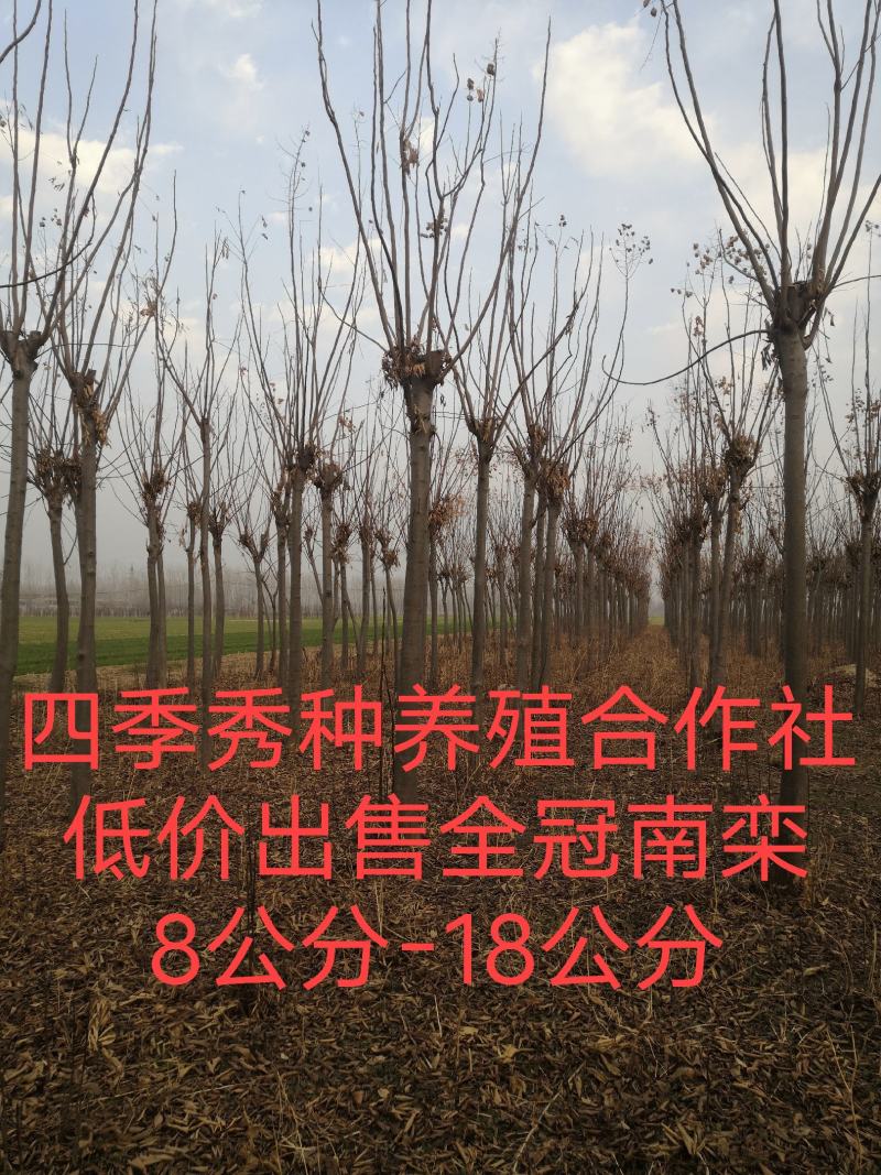 商丘四季秀种养殖合作常年出售绿化