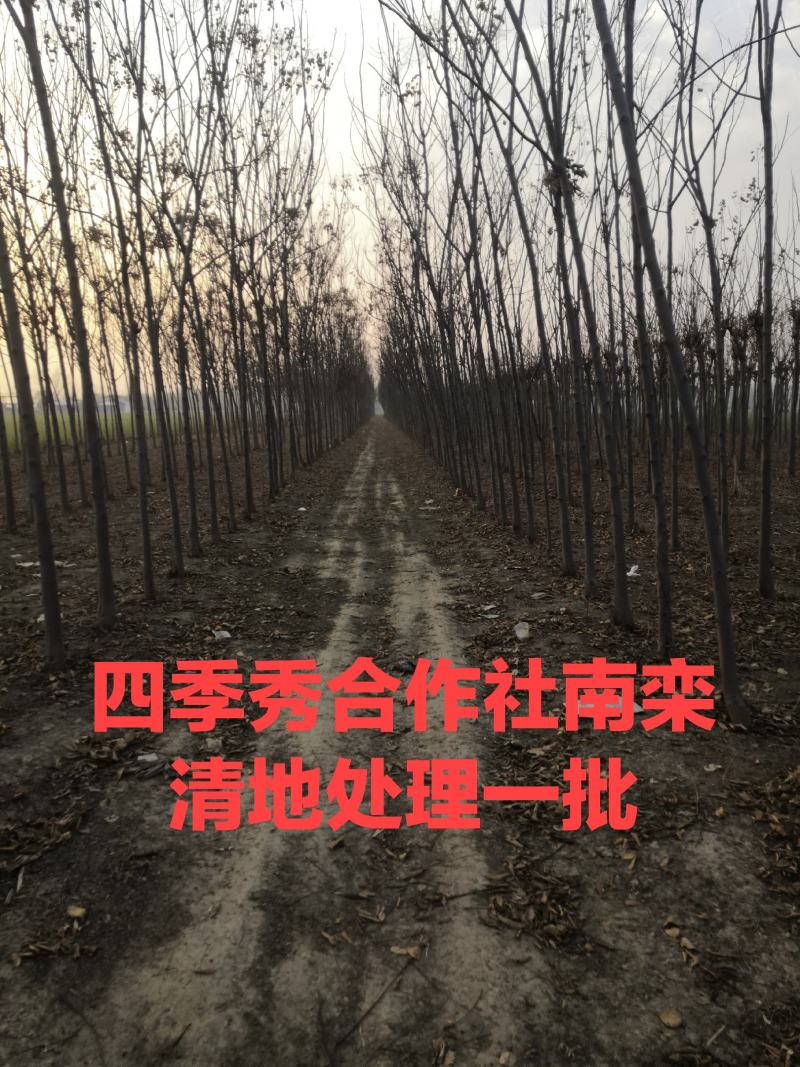 商丘四季秀种养殖合作常年出售绿化