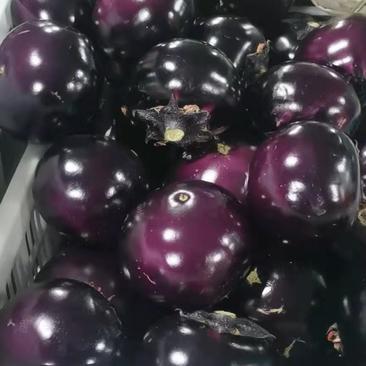 山东莘县园茄各种品级紫光园茄大量上市价格平稳实力代办