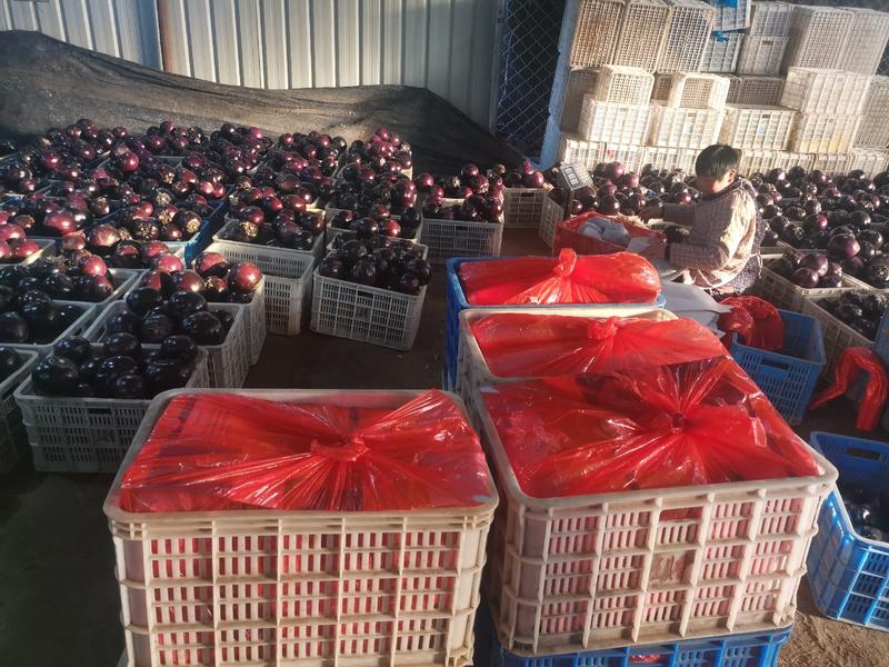 山东莘县园茄各种品级紫光园茄大量上市价格平稳实力代办