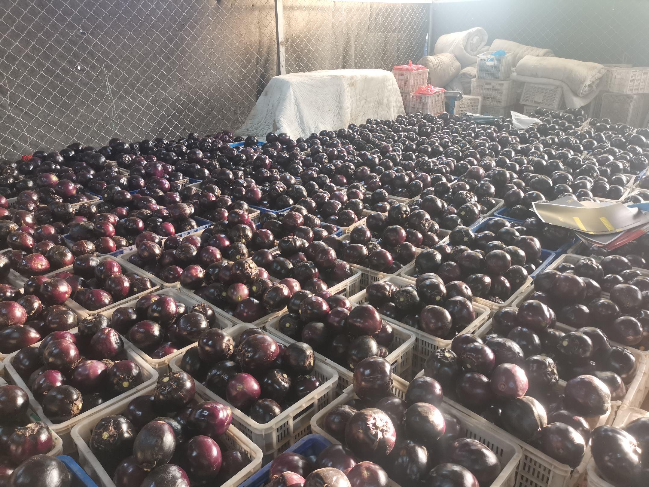 宁夏主要圆茄产区地图示意