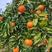 沃柑，产自四川柑桔产区，果型圆滑，果面颜丽，现货上市