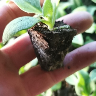 常年供应冰草苗