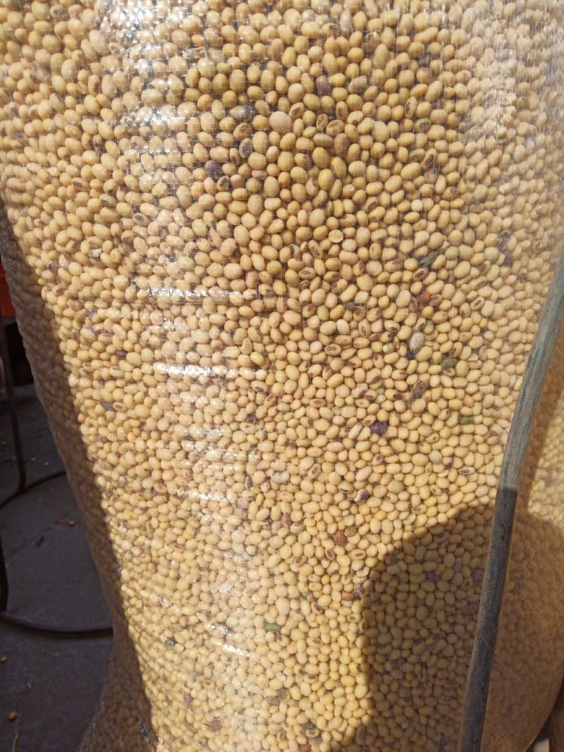 黄豆
