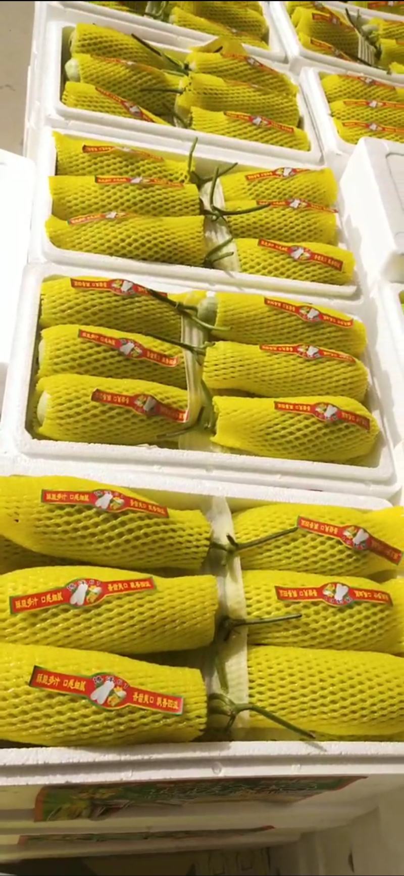 【产地直发】山东博洋61甜瓜，大量上市，口感香酥可口