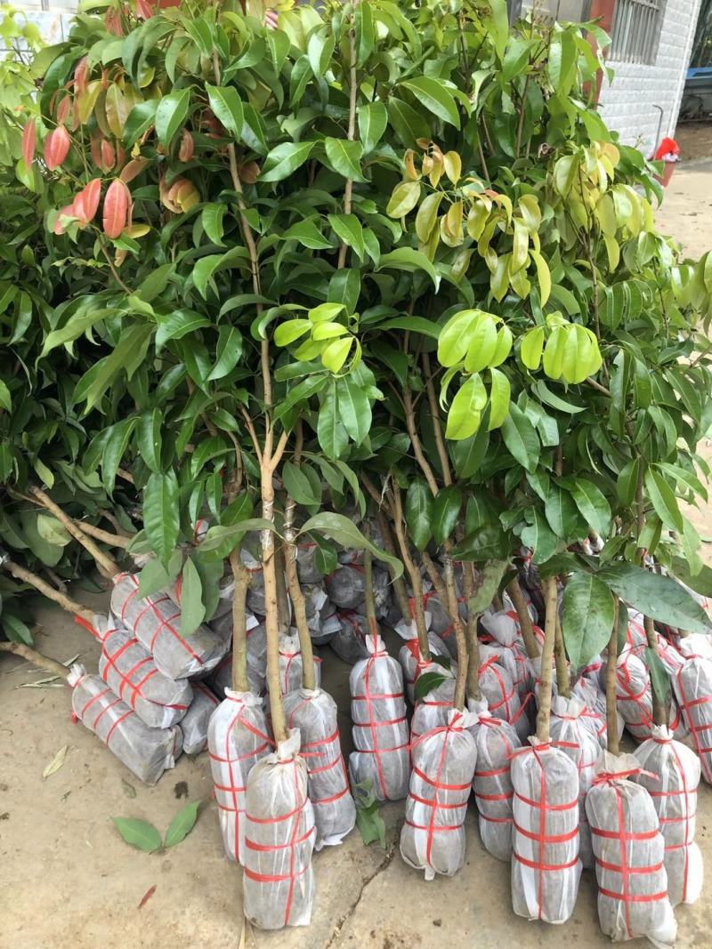 仙进奉荔枝正品嫁接苗