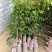仙进奉荔枝正品嫁接苗
