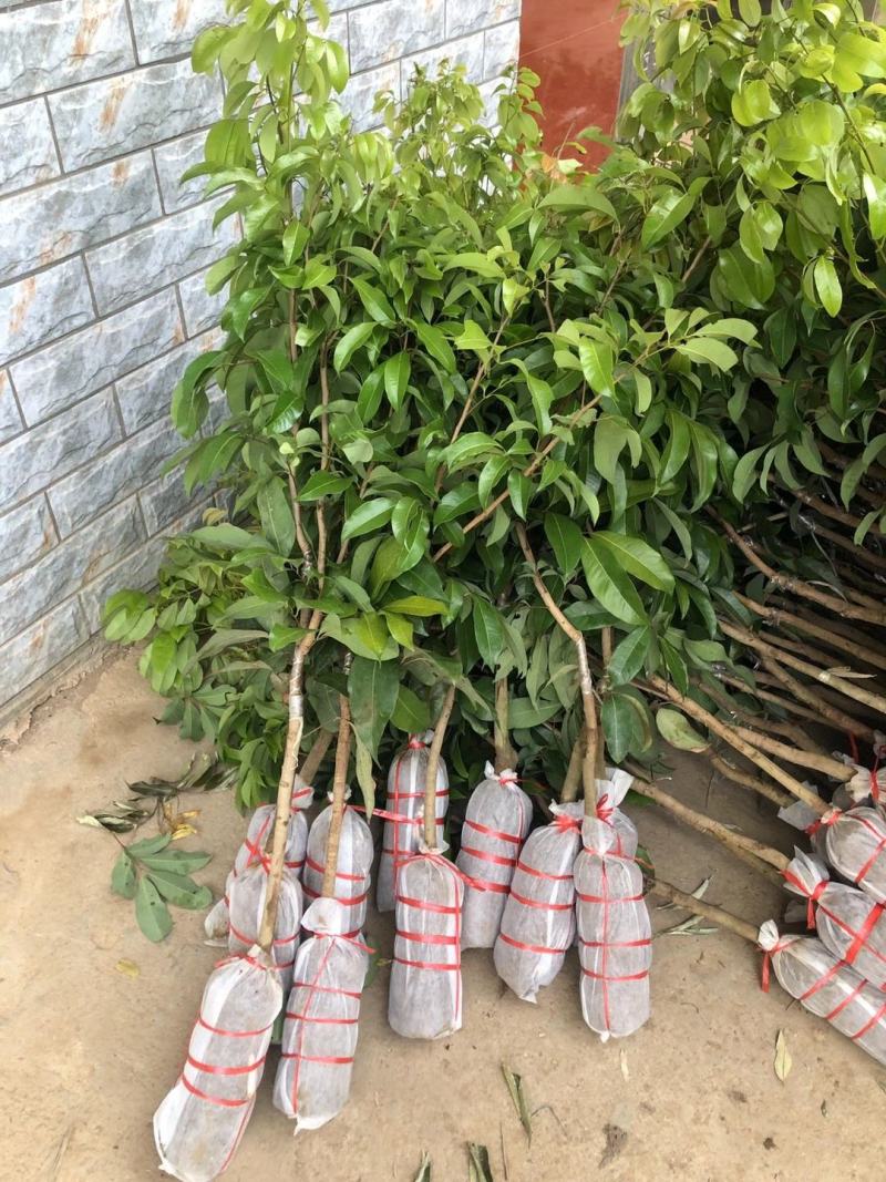仙进奉荔枝正品嫁接苗