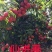 仙进奉荔枝正品嫁接苗
