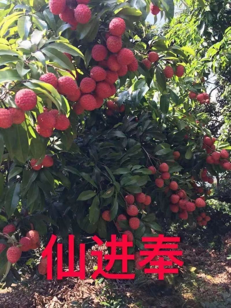 仙进奉荔枝正品嫁接苗