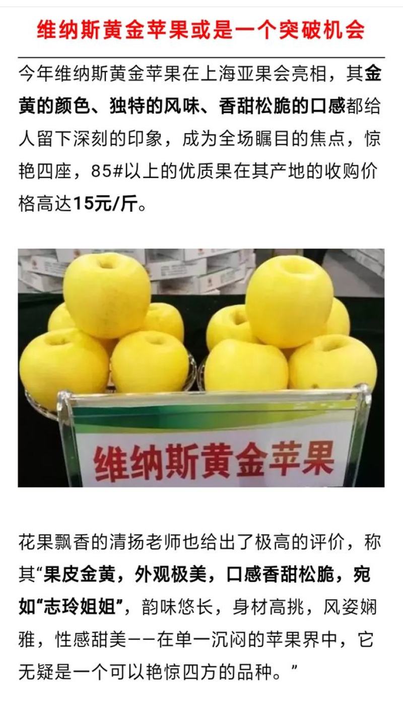 【基地直供维纳斯黄金苹果苗F63苹果苗瑞雪苹果苗