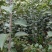 【基地直供维纳斯黄金苹果苗F63苹果苗瑞雪苹果苗