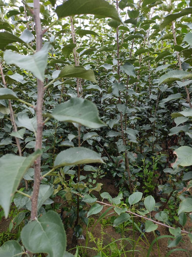 【基地直供维纳斯黄金苹果苗F63苹果苗瑞雪苹果苗