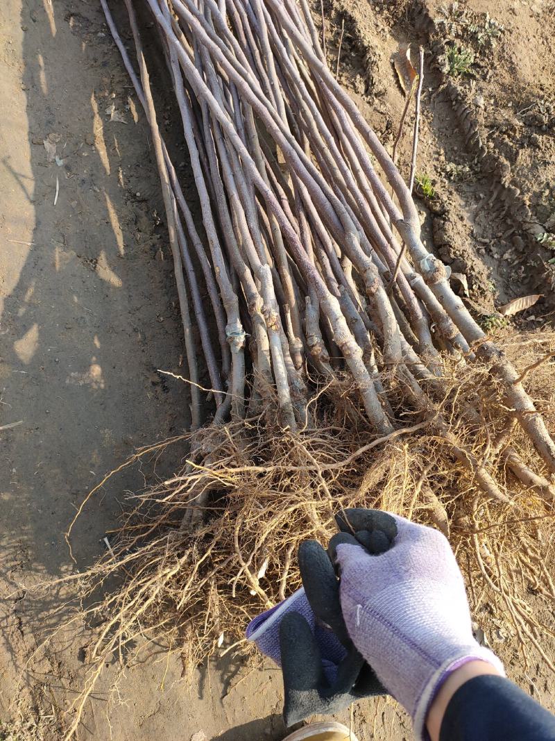 【基地直供维纳斯黄金苹果苗F63苹果苗瑞雪苹果苗