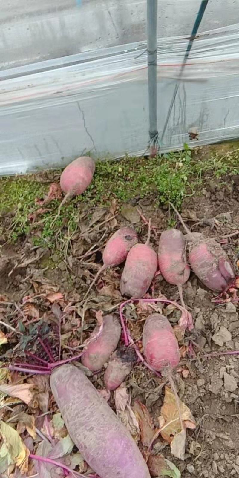 紫美人萝卜安徽紫美人凤梨萝卜货量充足产地直发量大从优