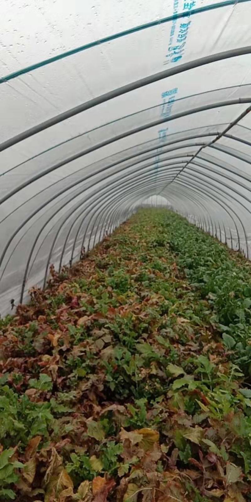 紫美人萝卜安徽紫美人凤梨萝卜货量充足产地直发量大从优