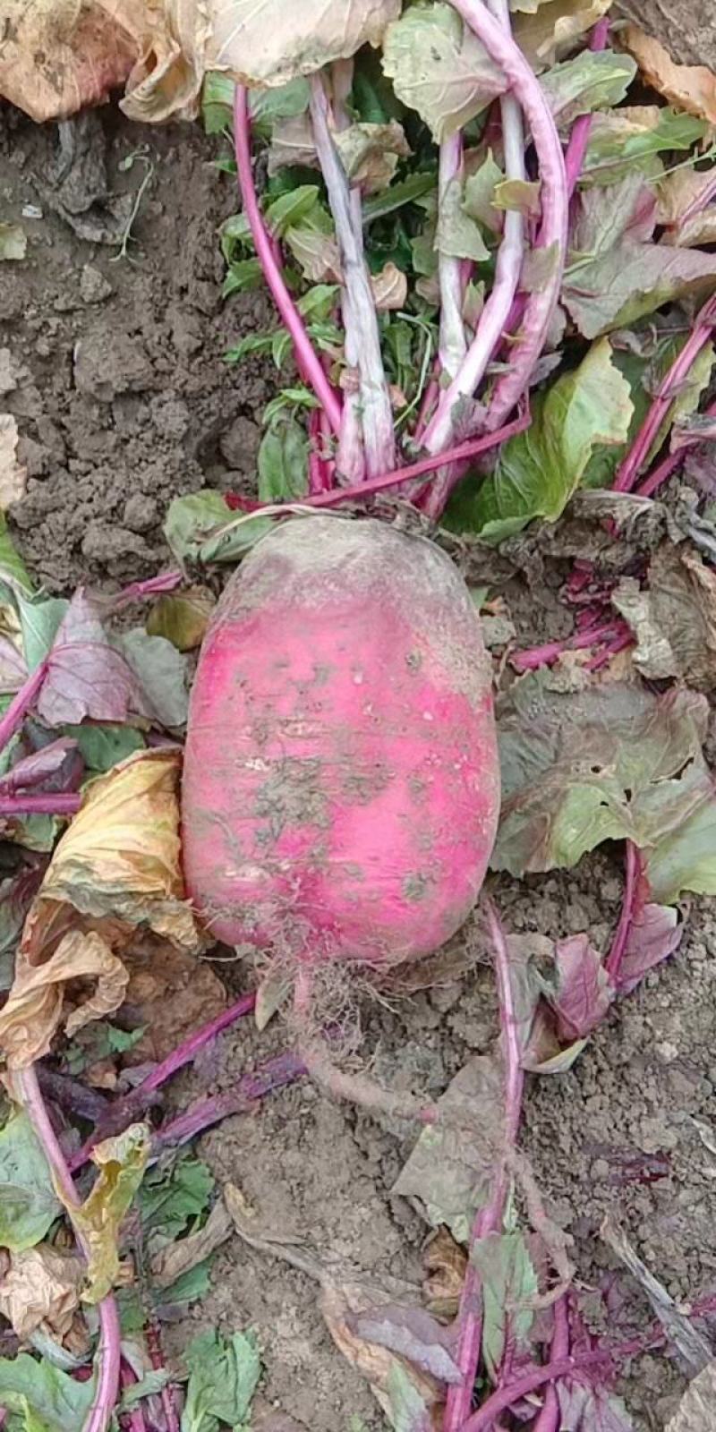 紫美人萝卜安徽紫美人凤梨萝卜货量充足产地直发量大从优