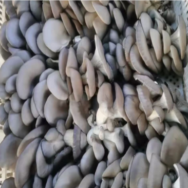 鲜平菇/大力供货/无泡水/质量保证/量大从优