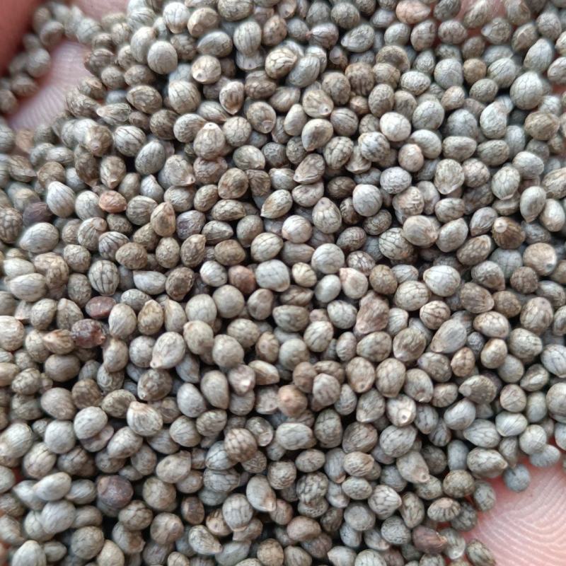 吉林桦甸深灰苏子颗粒饱满，榨油，做苏子米，食品。都是一等