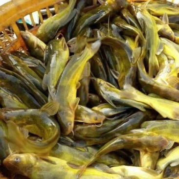 黄骨鱼苗品种好成活率高包回收欢迎前来考察包饲料包回收