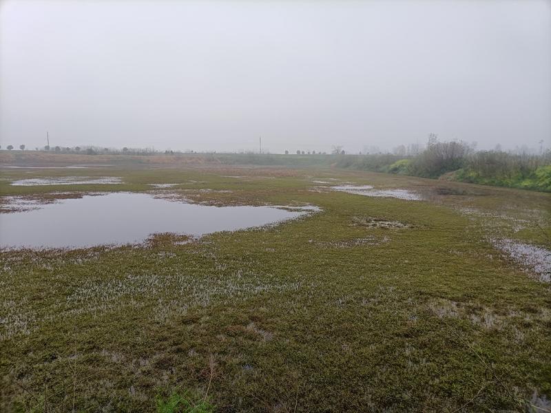 鱼塘位置在河南省信阳市明港镇鱼塘出售42亩