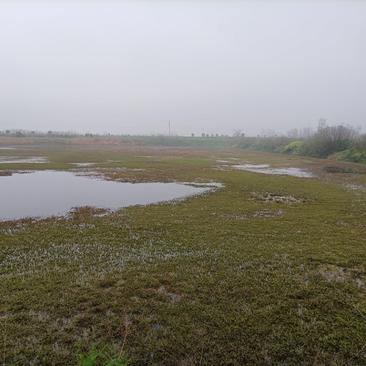 鱼塘位置在河南省信阳市明港镇鱼塘出售42亩