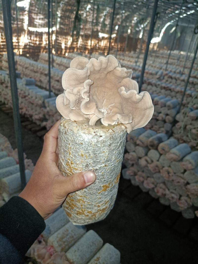 榆耳产地，榆耳基地一手货源批发零售，足干榆耳优质榆耳好榆