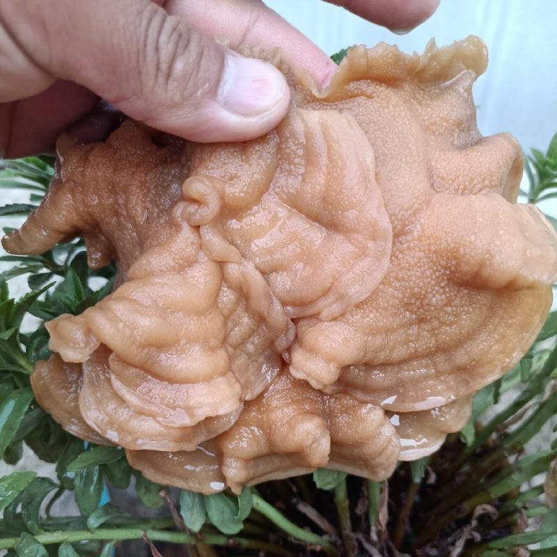 榆耳产地，榆耳基地一手货源批发零售，足干榆耳优质榆耳好榆