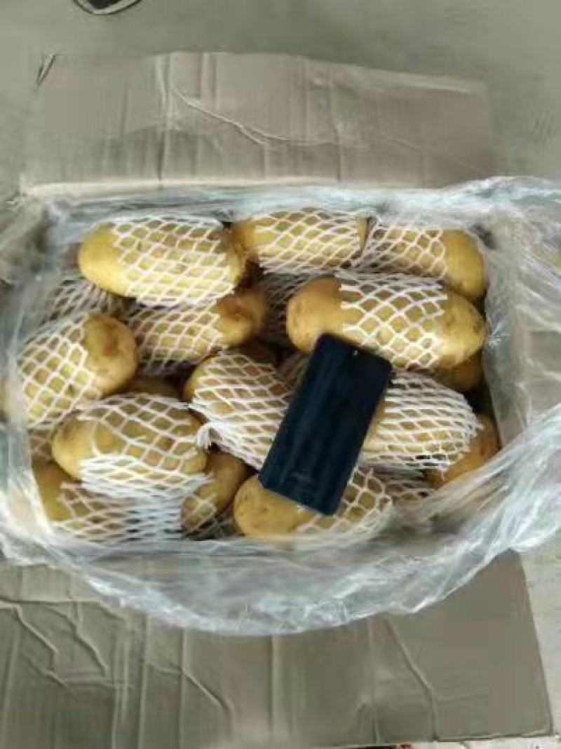土豆荷兰十五黄皮黄心产地直发保质保量诚信代发全国发货