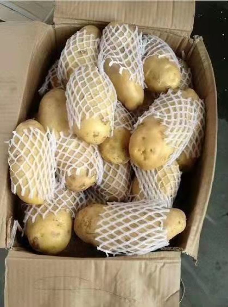 土豆荷兰十五黄皮黄心产地直发保质保量诚信代发全国发货