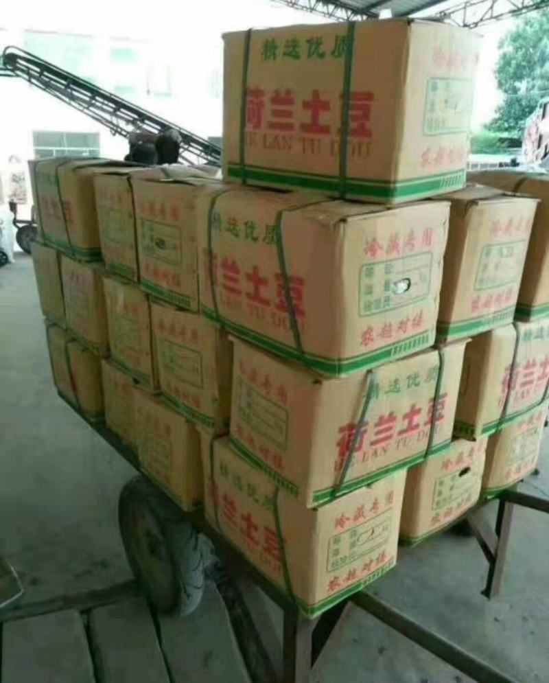 土豆荷兰十五黄皮黄心产地直发保质保量诚信代发全国发货