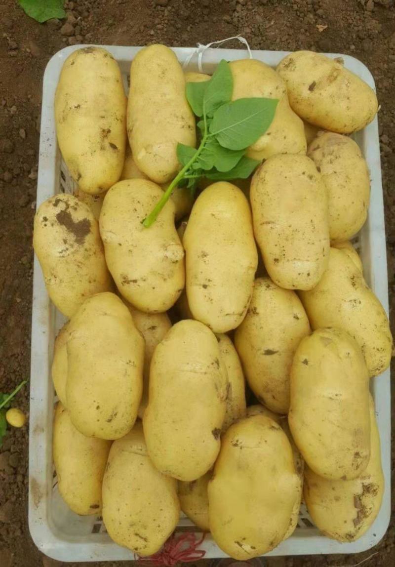 土豆荷兰十五黄皮黄心产地直发保质保量诚信代发全国发货