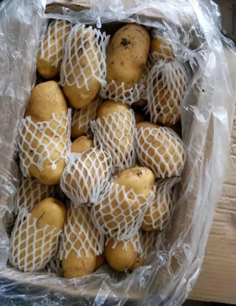 土豆荷兰十五黄皮黄心产地直发保质保量诚信代发全国发货