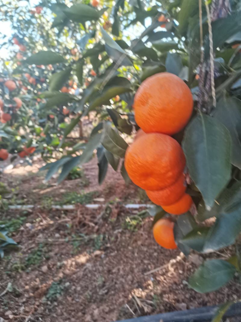 云南大理宾川高原沃柑大量上市，高原沃柑色泽靓皮光滑且薄，