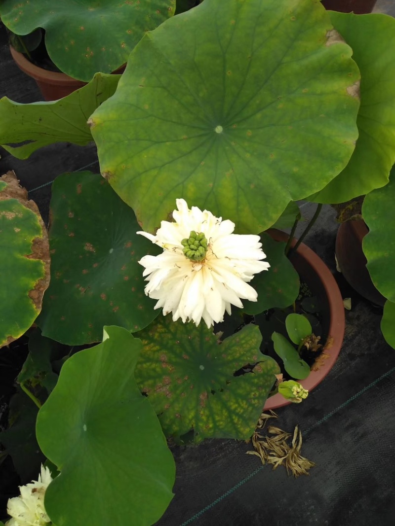 大型观赏荷花苗精品荷花池塘种植物盆栽批发量大从优