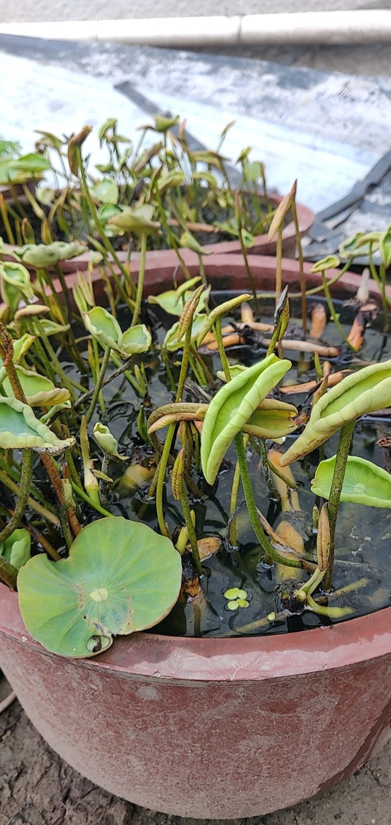 大型观赏荷花苗精品荷花池塘种植物盆栽批发量大从优