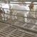 波尔山羊保胎受孕全国发货，精品买十送一种公羊