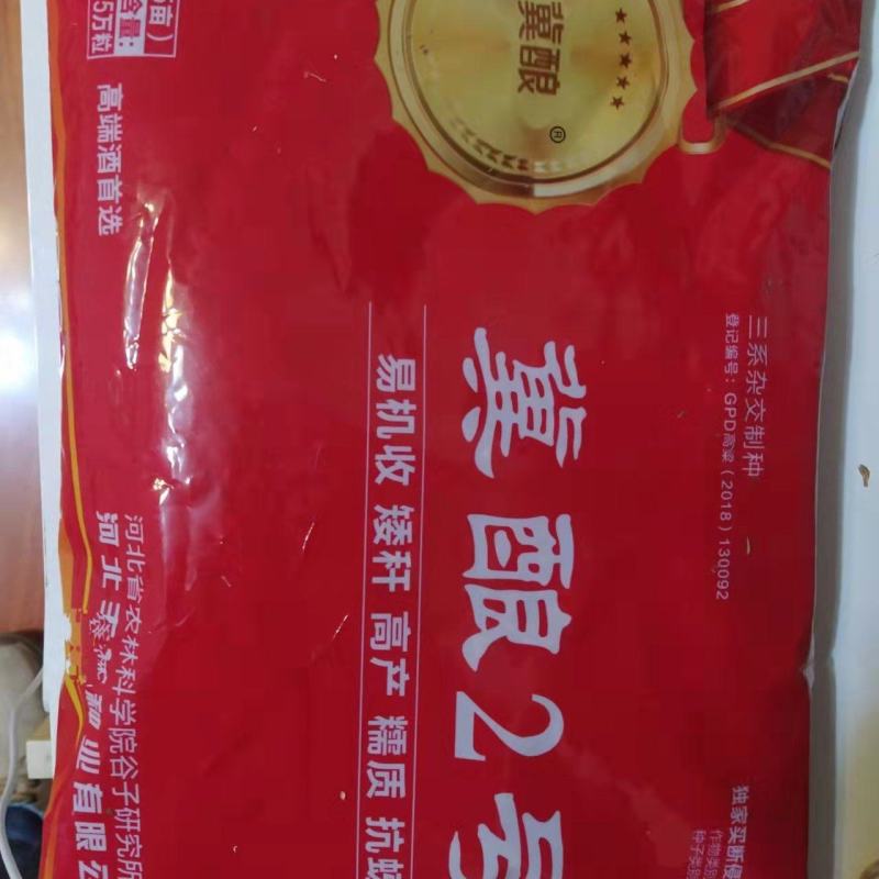 冀酿2号杂交高粱种子，酿酒糯高粱种子,抗蚜虫出酒率高
