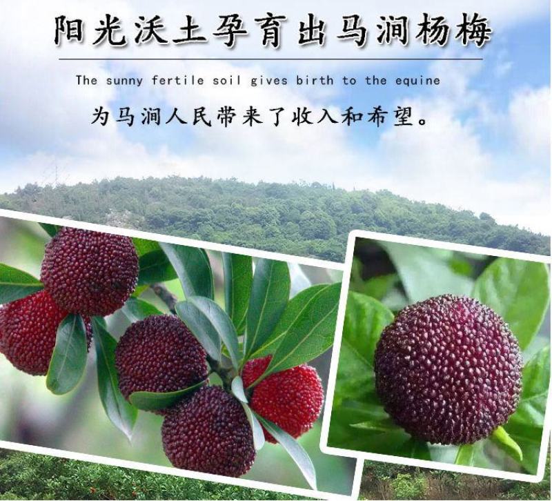 杨梅酒浙江5斤桶装杨梅酒农家自酿高度果酒高粱烧酒梅子酒浸