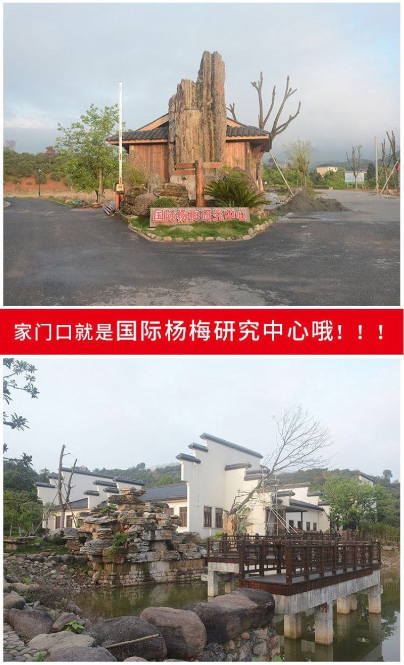 杨梅酒浙江5斤桶装杨梅酒农家自酿高度果酒高粱烧酒梅子酒浸